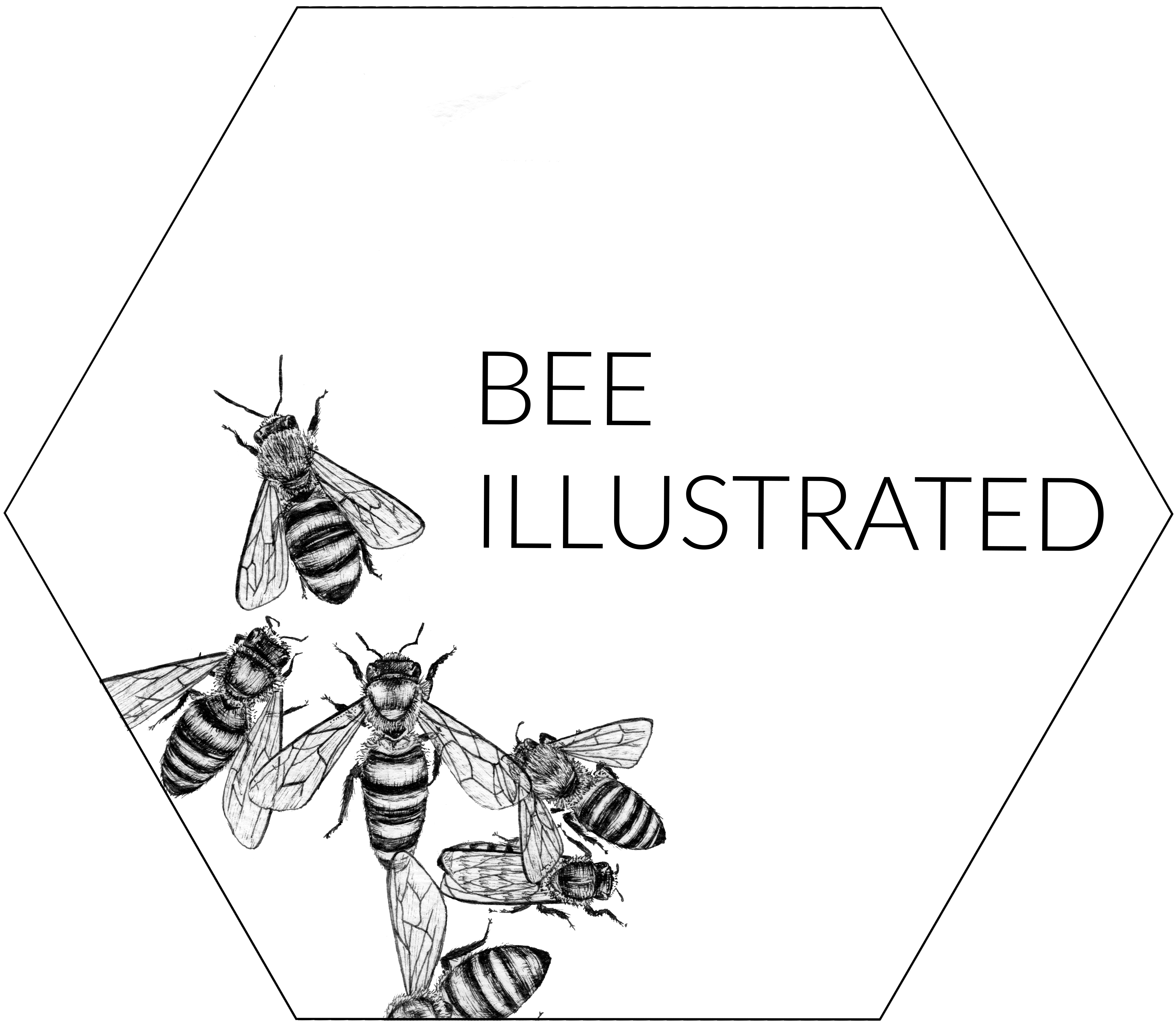 Bee Illustrated